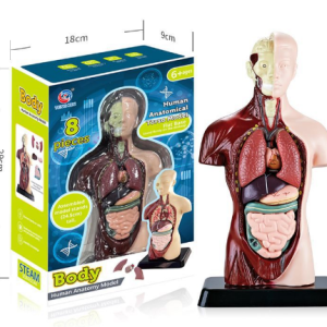 Human-being body model toy
